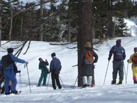 �傢�Ȃ��̖؂̉��