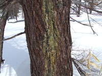 �J���}�c�̏���